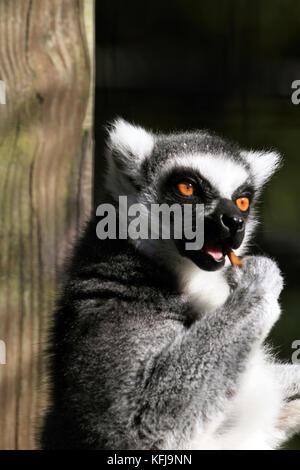 Un anello-tailed Lemur, lemuri catta, mangiare Foto Stock