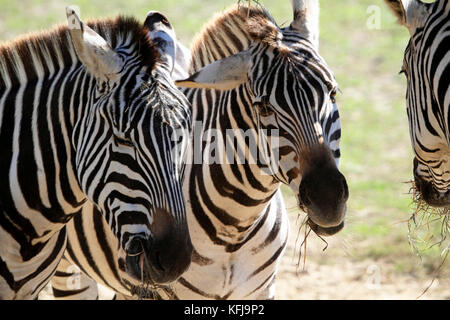 Grant's Zebra, Cape May County Park e lo Zoo, New Jersey, STATI UNITI D'AMERICA Foto Stock