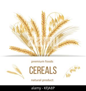 Frumento, orzo, avena e segale set. quattro grani di cereali con orecchie, covone e testo alimenti premium, prodotto naturale Illustrazione Vettoriale