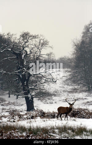 Cervi nella coperta di neve Richmond Park. Richmond Park è il parco più grande dei parchi reali di Londra e di quasi tre volte più grande di New York del C Foto Stock