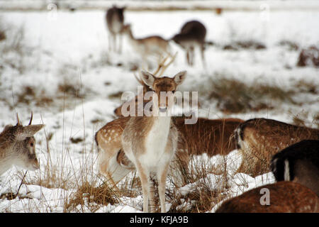 Cervi nella coperta di neve richmond park Richmond Park è il parco più grande dei parchi reali di Londra e di quasi tre volte più grande di new york del c Foto Stock