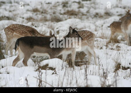 Cervi nella coperta di neve richmond park Richmond Park è il parco più grande dei parchi reali di Londra e di quasi tre volte più grande di new york del c Foto Stock