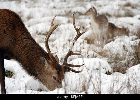 Cervi nella coperta di neve richmond park Richmond Park è il parco più grande dei parchi reali di Londra e di quasi tre volte più grande di new york del c Foto Stock