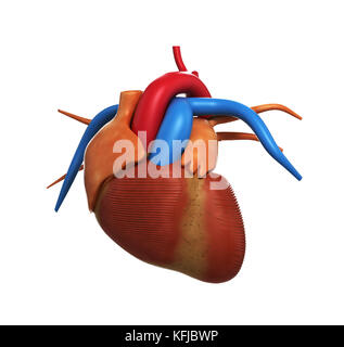 Human Heart Anatomy of Human Heart Isolated on white 3d render Foto Stock