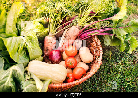 Cesto pieno di verdure nel giardino sul retro. Foto Stock