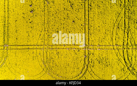 Vista dall'alto in basso del fiore giallo canola field coperto di fiori in una fattoria con sentieri dei macchinari agricoli. Foto Stock