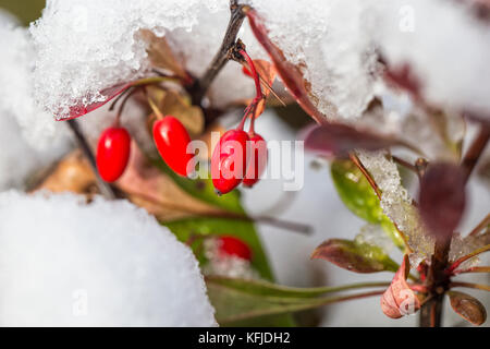 Autunno rosso bacche nella soleggiata giorno di novembre Foto Stock