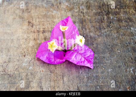 Fiori di bouganvillea spectabilis ("Santa Rita") su una tavola di legno Foto Stock