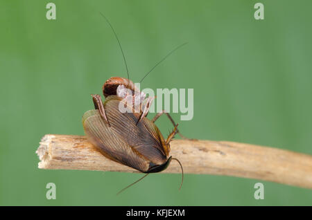 Boxer mantis nymph alimentazione su roach Foto Stock