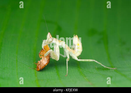 Flower mantis nymph alimentazione su roach Foto Stock