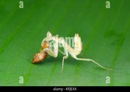 Flower mantis nymph alimentazione su roach Foto Stock