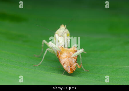 Flower mantis nymph alimentazione su roach Foto Stock