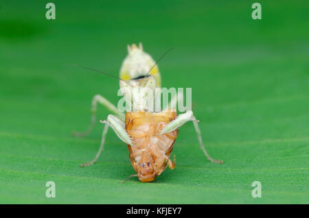 Flower mantis nymph alimentazione su roach Foto Stock