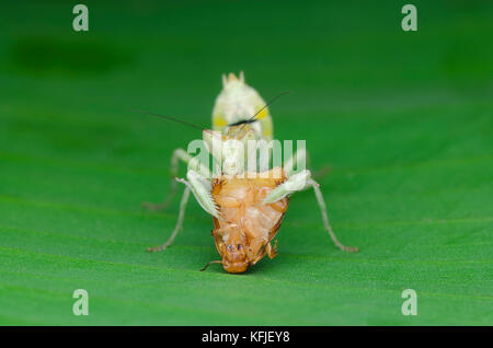 Flower mantis nymph alimentazione su roach Foto Stock