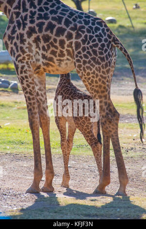 La giraffa madre e figlia Foto Stock