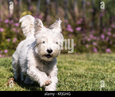 West Highland White Terrier cane che corre in erba verde Foto Stock