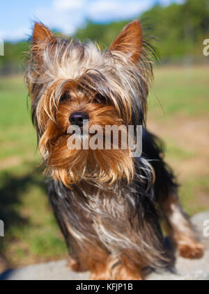 Yorkshire terrier indipendente alto sui mattoni al di fuori Foto Stock