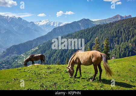 Cavalli in montagna. Himachal Pradesh, India Foto Stock