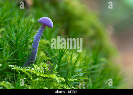 Close-up di un singolo viola ametista deceiver (laccaria amethystina) Foto Stock