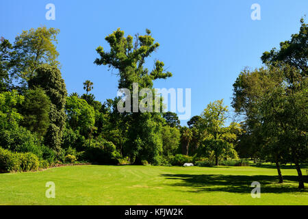 Albero prato circondato di Fitzroy Gardens di Melbourne, Victoria, Australia Foto Stock