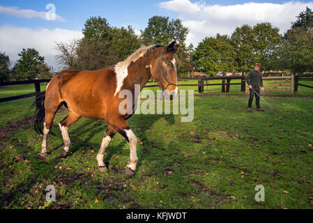 Cavallo addestramento Trainer pinto cavallo / quarter horse stallone trotto esterno in contenitore di legno Foto Stock