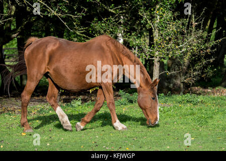 Marrone a cavallo al pascolo all'aperto nel campo Foto Stock