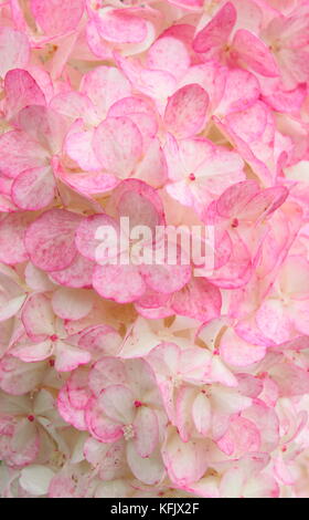 Hydrangea. Ortensie. Primo piano. REGNO UNITO Foto Stock