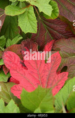 Hydrangea quercifolia 'Sora Queen', (Rovere lasciato hydrangea 'Sora Queen, mostrando la stagionatura il rosso e il bronzo di fogliame di autunno in un giardino inglese, REGNO UNITO Foto Stock