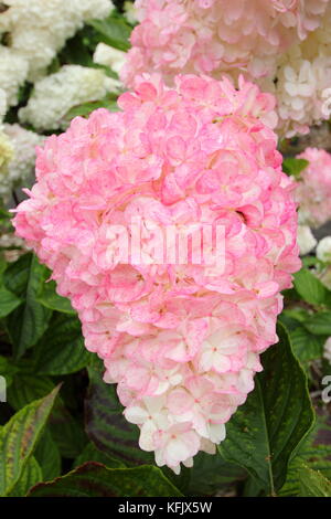 Vistose fioriture di pannocchie () di Hydrangea paniculata 'Vamille Fraise' visualizzazione di colorazione rosa in un giardino inglese confine in estate (agosto), Regno Unito Foto Stock