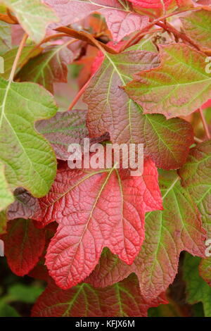 Hydrangea quercifolia 'Sora Queen', (Rovere lasciato hydrangea 'Sora Queen, mostrando la stagionatura il rosso e il bronzo di fogliame di autunno in un giardino inglese, REGNO UNITO Foto Stock