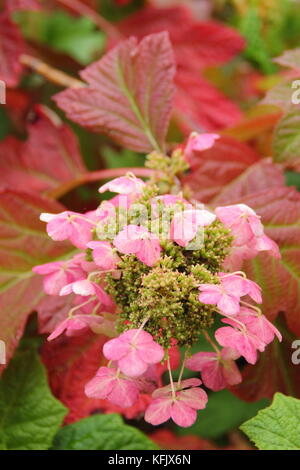 Hydrangea quercifolia 'Sora Queen', (Rovere lasciato hydrangea 'Sora Queen, mostrando panicle fiore e maturando i colori autunnali in un giardino inglese, REGNO UNITO Foto Stock