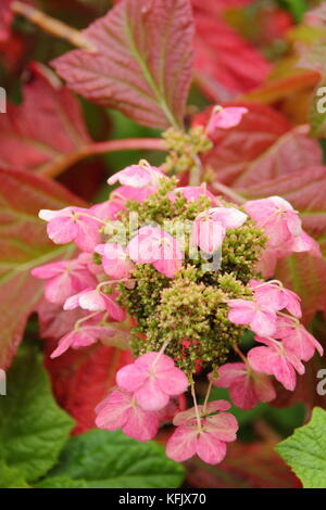 Hydrangea quercifolia 'Sora Queen', (Rovere lasciato hydrangea 'Sora Queen, mostrando panicle fiore e maturando i colori autunnali in un giardino inglese, REGNO UNITO Foto Stock