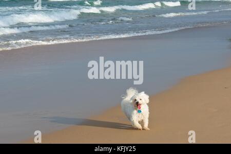 Bianco cane maltese è in esecuzione sulla spiaggia Foto Stock