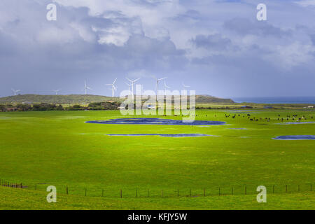 Pascoli e prati con wind farm in background. bella vivace paesaggio australiano Foto Stock