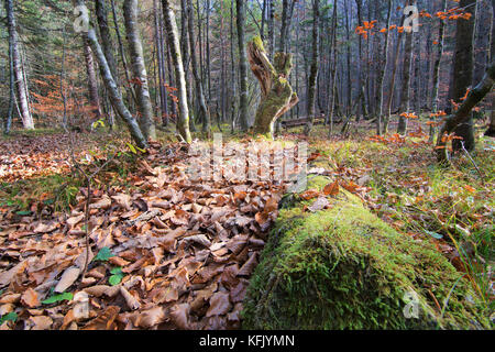 Bosco fiabesco paesaggio panoramico con foreste vergini in autunno, morto tronco di albero con MOSS, fogliame sul pavimento Foto Stock