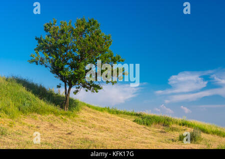 Lonely wild albicocca albero su di una collina nella stagione estiva Foto Stock