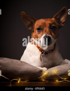 Jack Russell Terrier con le luci di Natale, vacanze ritratto animale Foto Stock