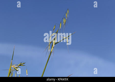 Avena selvatica nome latino di avena barbata o sterilis in primavera in Italia Foto Stock