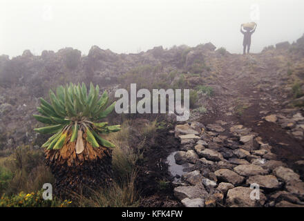 Porter sul percorso a Mt. Kilimanjaro in una nebbiosa mattina, una piccola groundsell può essere visto sulla sinistra, Tanzania Foto Stock