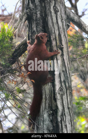 Scoiattolo rosso che salirà dal tronco di un pino. Fauna selvatica all'interno della foresta mediterranea, in Spagna. Luce limitata a causa dell'ombra delle foglie. Foto Stock