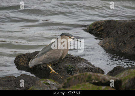 Nitticora Foto Stock