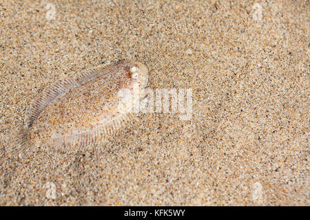 Close up foto subacquee di suola piatta di seppellimento di pesce nella spiaggia di sabbia di mare basso. camouflage, mimica e oceano pavimento imitazione del modello di passere Foto Stock
