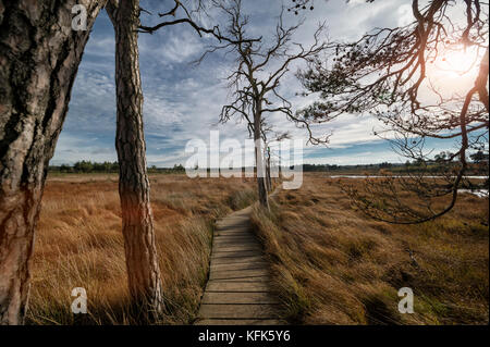 Passerella in legno percorso. Parte di libellula sentiero natura, Thursley comune, Surrey, Regno Unito Foto Stock