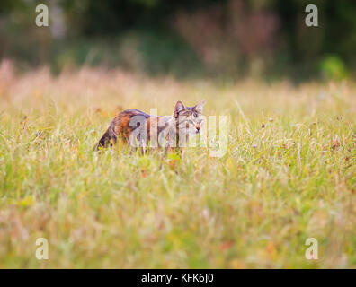 Carino tabby cat camminare sull'erba duro a caccia in estate Foto Stock