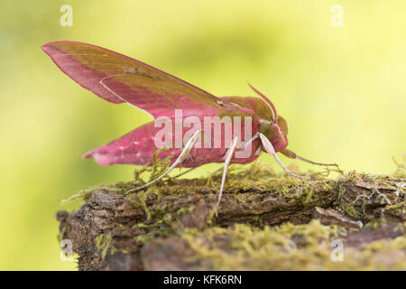 Elephant Hawk-moth (Deilephila elpenor) Foto Stock