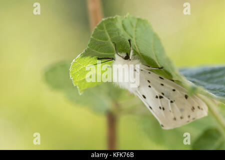 Ermellino bianco (Spilosoma lubricipeda) Foto Stock