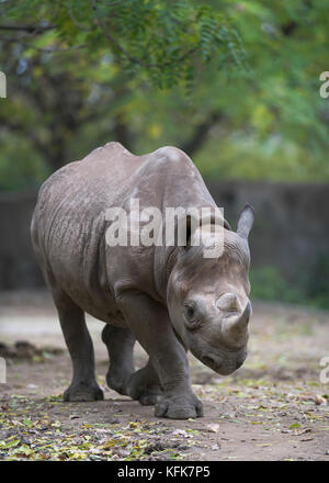 Orientale rinoceronte nero (diceros simum) Foto Stock
