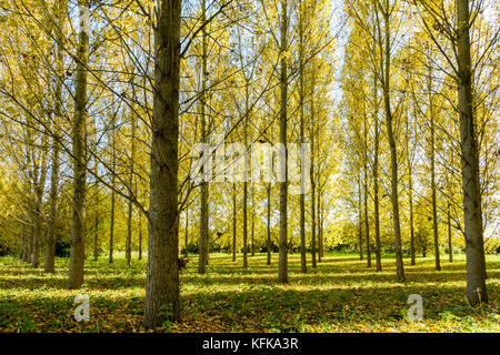 Un boschetto di pioppo in un'area residenziale nei sobborghi di Parigi, Francia, illuminata da un sole autunnale rendendo le foglie di giallo brillare. Foto Stock