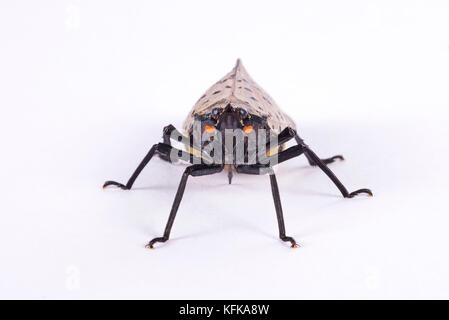 Close up di un macchiato Lanternfly (Lycorma delicatula) Foto Stock