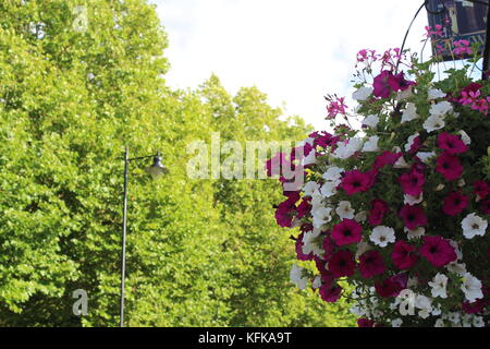 Fiori colorati nascosto nel pub di ombra durante una delle rare se non solo le giornate soleggiate del mese di agosto di 2k17 con verde 'la lunga passeggiata' trertops nella parte posteriore Foto Stock